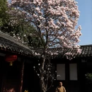 成都旅游 缩略图 8