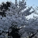 青岛旅游 缩略图 2