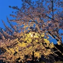 青岛旅游 缩略图 4
