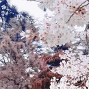 青岛旅游 缩略图 3