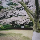 青岛旅游 缩略图 1