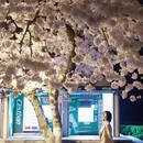 青岛旅游 缩略图 3