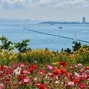 青岛旅游 缩略图 1