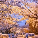 青岛旅游 缩略图 3