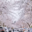 青岛旅游 缩略图 5