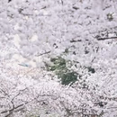青岛旅游 缩略图 4