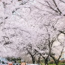 青岛旅游 缩略图 10