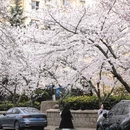 青岛旅游 缩略图 8