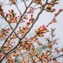 青岛旅游 缩略图 4