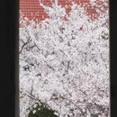 青岛旅游 缩略图 12