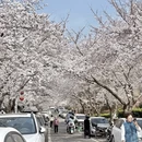 青岛旅游 缩略图 4