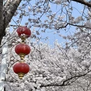青岛旅游 缩略图 8