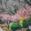 青岛旅游 缩略图 8