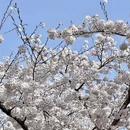 青岛旅游 缩略图 10