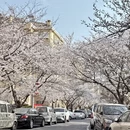 青岛旅游 缩略图 12