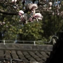 成都旅游 缩略图 10