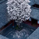 成都旅游 缩略图 1