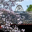 成都旅游 缩略图 7