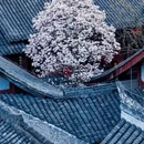 成都旅游 缩略图 3