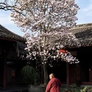 成都旅游 缩略图 15