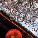 成都旅游 缩略图 12