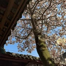 成都旅游 缩略图 3
