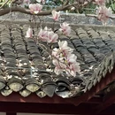 成都旅游 缩略图 8