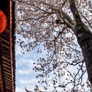 成都旅游 缩略图 11