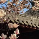 成都旅游 缩略图 6