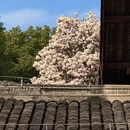 成都旅游 缩略图 9