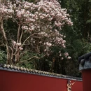 成都旅游 缩略图 1