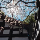 成都旅游 缩略图 6