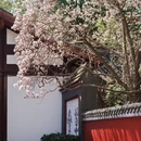 成都旅游 缩略图 7