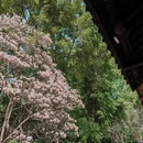 成都旅游 缩略图 8