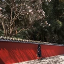 成都旅游 缩略图 12