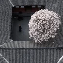 成都旅游 缩略图 2