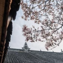 成都旅游 缩略图 6