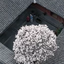 成都旅游 缩略图 7