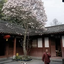 成都旅游 缩略图 9