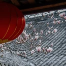 成都旅游 缩略图 13