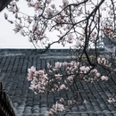 成都旅游 缩略图 11