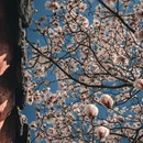 成都旅游 缩略图 4