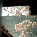 成都旅游 缩略图 9