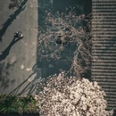 成都旅游 缩略图 5