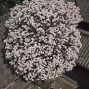 成都旅游 缩略图 1