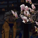 成都旅游 缩略图 1