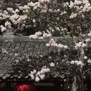 成都旅游 缩略图 11