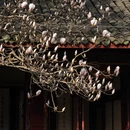 成都旅游 缩略图 12