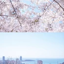 青岛旅游 缩略图 1