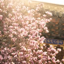 成都旅游 缩略图 2